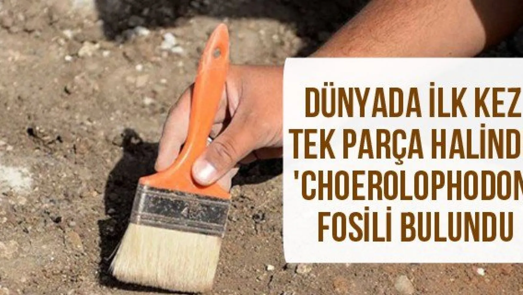 Dünyada ilk kez tek parça halinde 'Choerolophodon' fosili bulundu