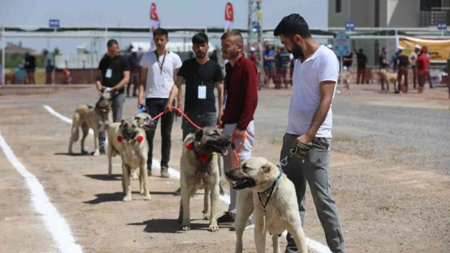 Anadolu Çoban Köpekleri Güzellik Yarışması