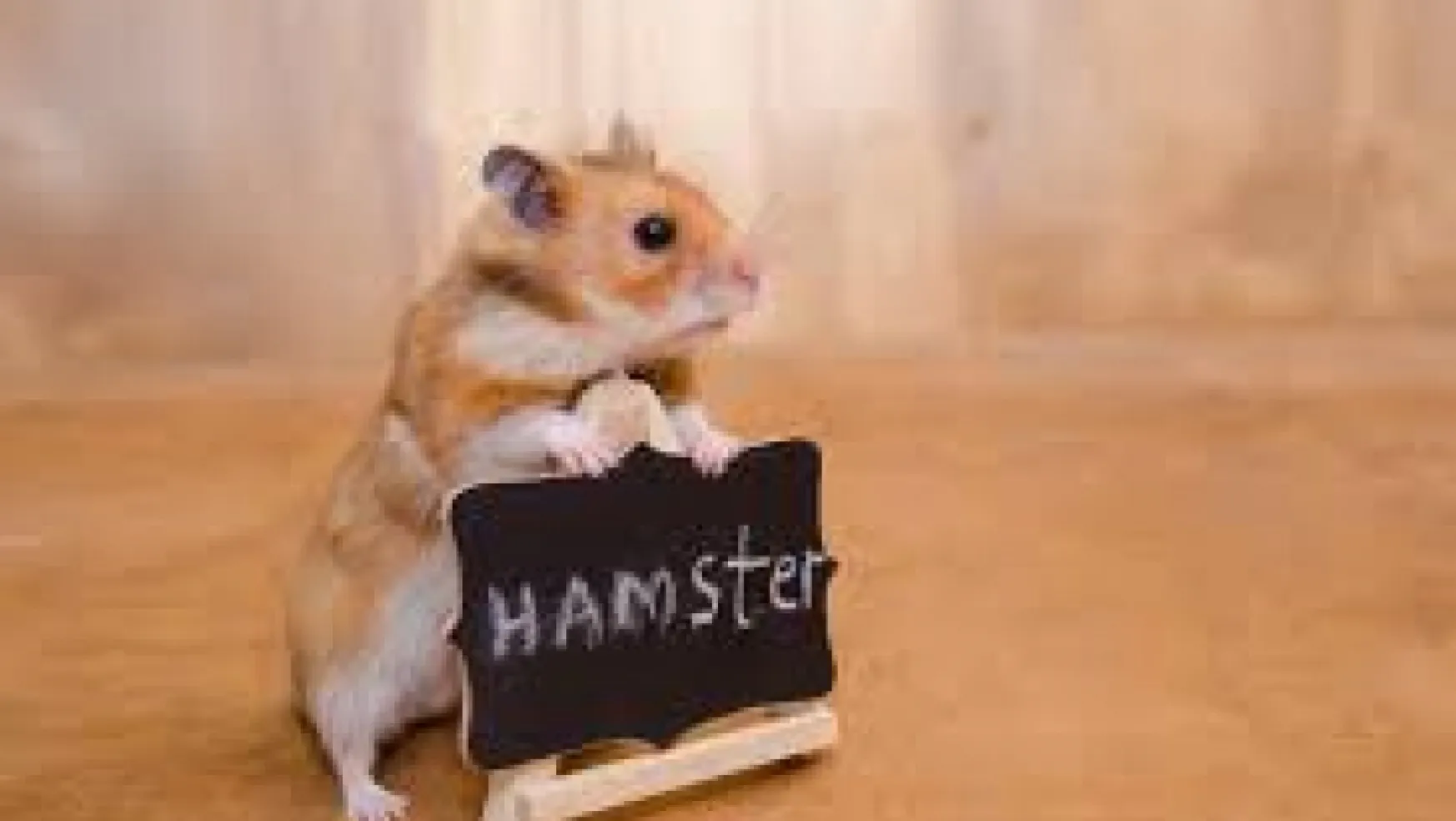 Hamsterınıza Evrim Teorisini Nasıl Öğretirsiniz?