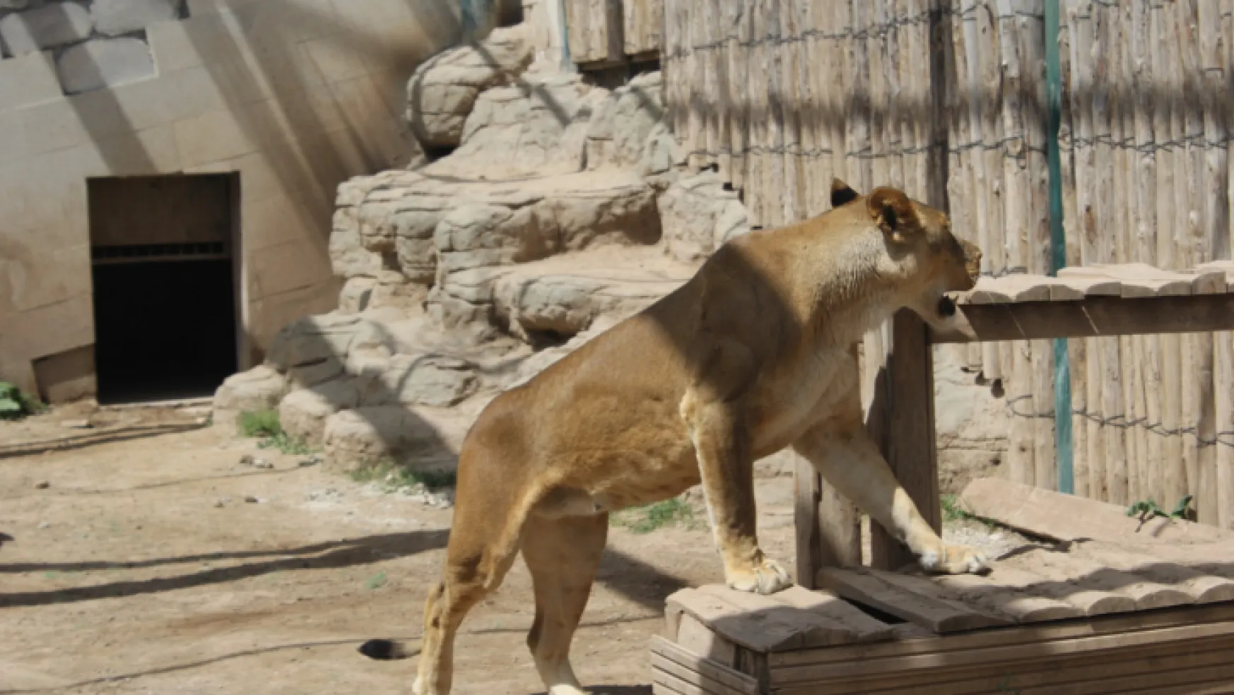 Hayvanat Bahçesi'nde aslan ve kaplanlar günlük 20 kilo et tüketiyor