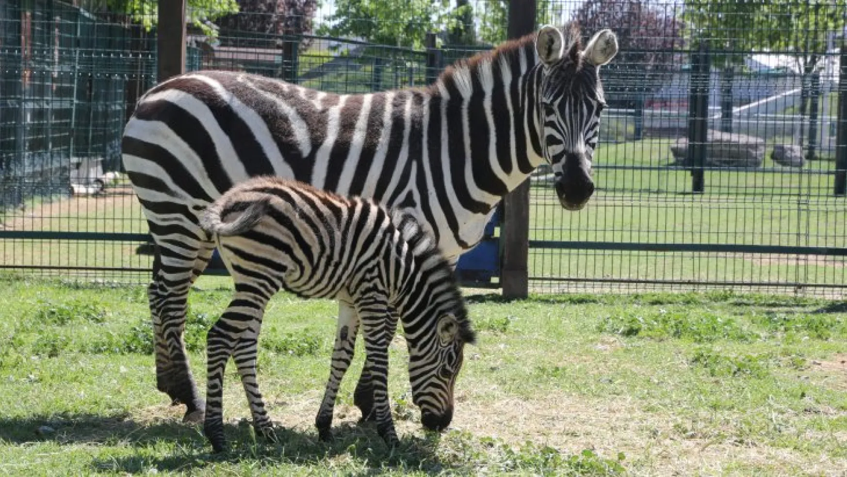 Hayvanat Bahçesi'nin yeni yavrusu zebra yoğun ilgi gördü