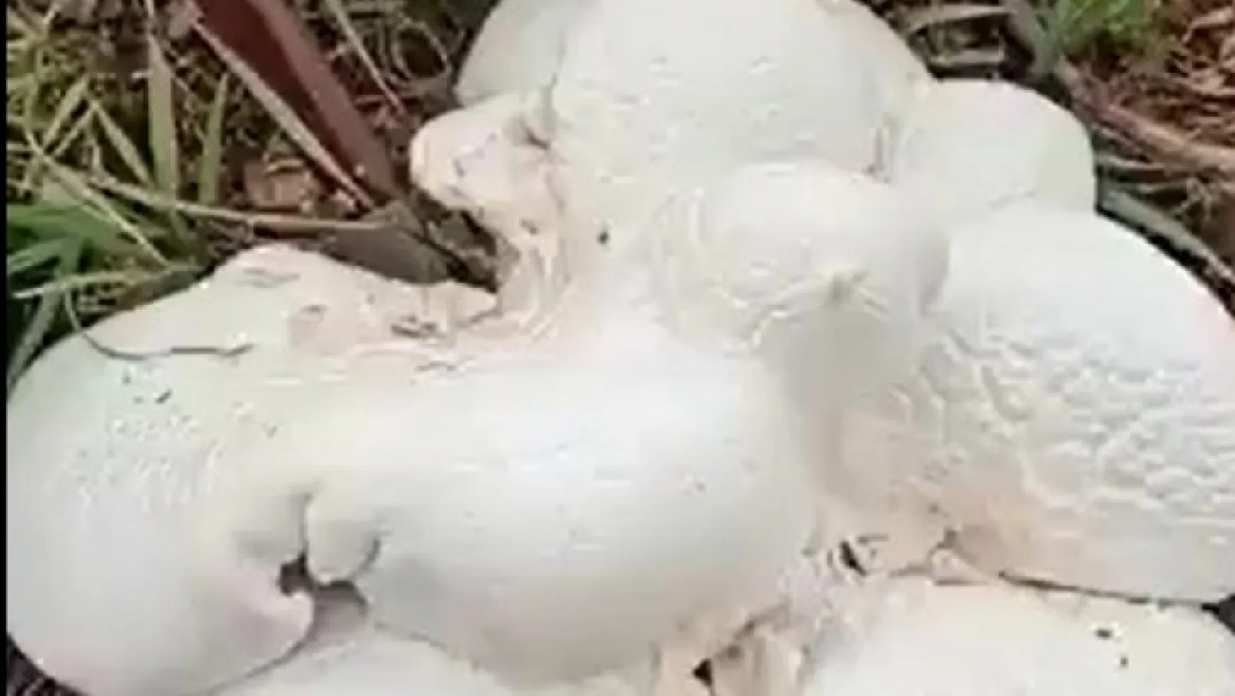 Kayseri'de 2 kilo 800 gramlık dev mantar bulundu