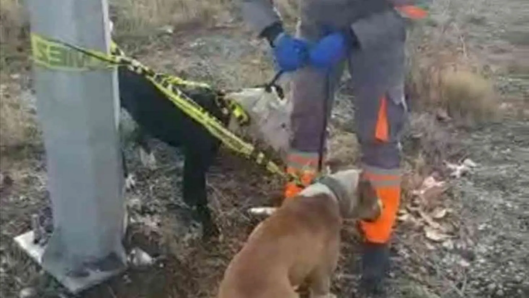 Kayseri'de başıboş gezen yasaklı 2 köpek yakalandı