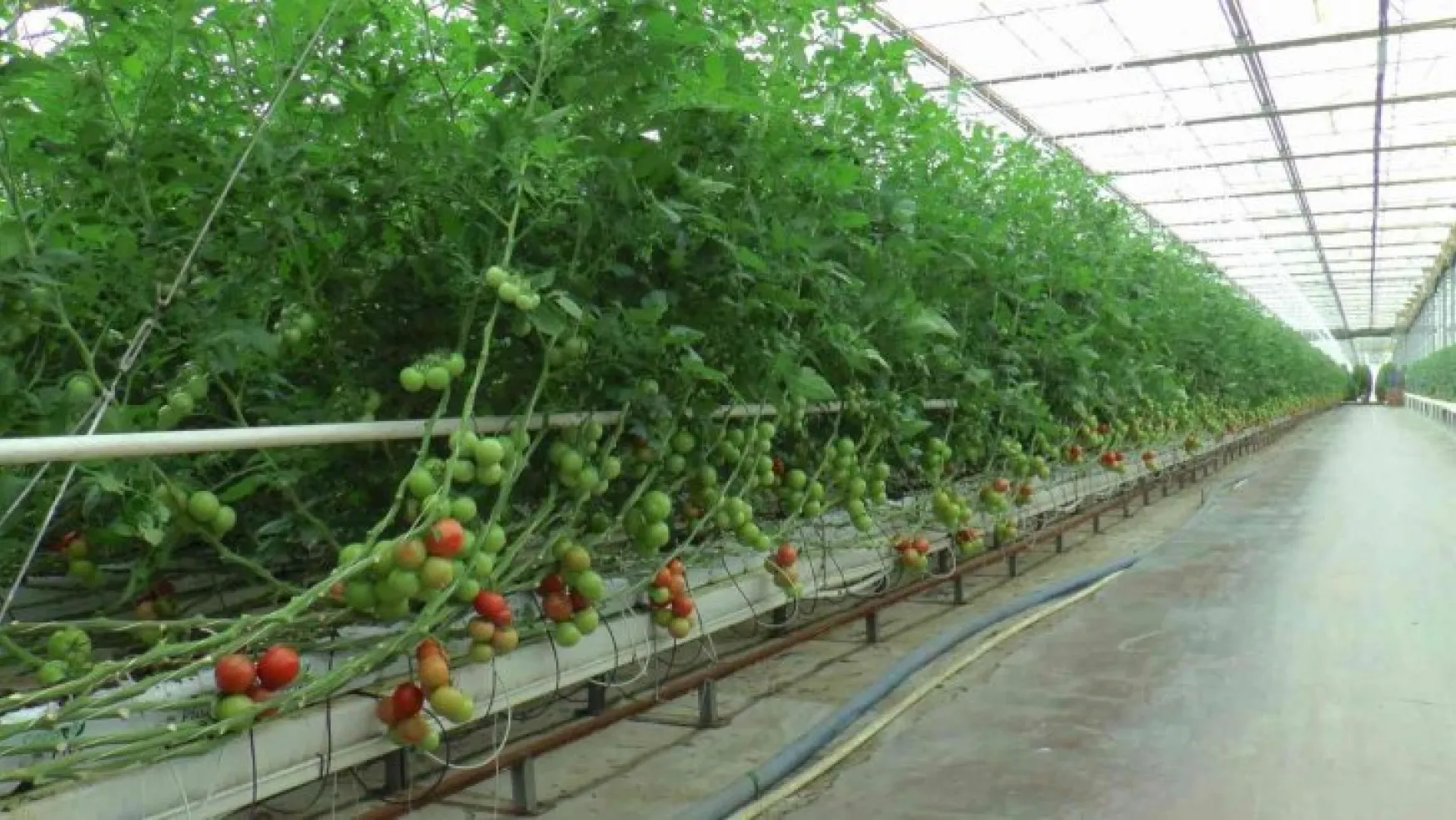 Nevşehir'den Ukrayna'ya domates ihracatı