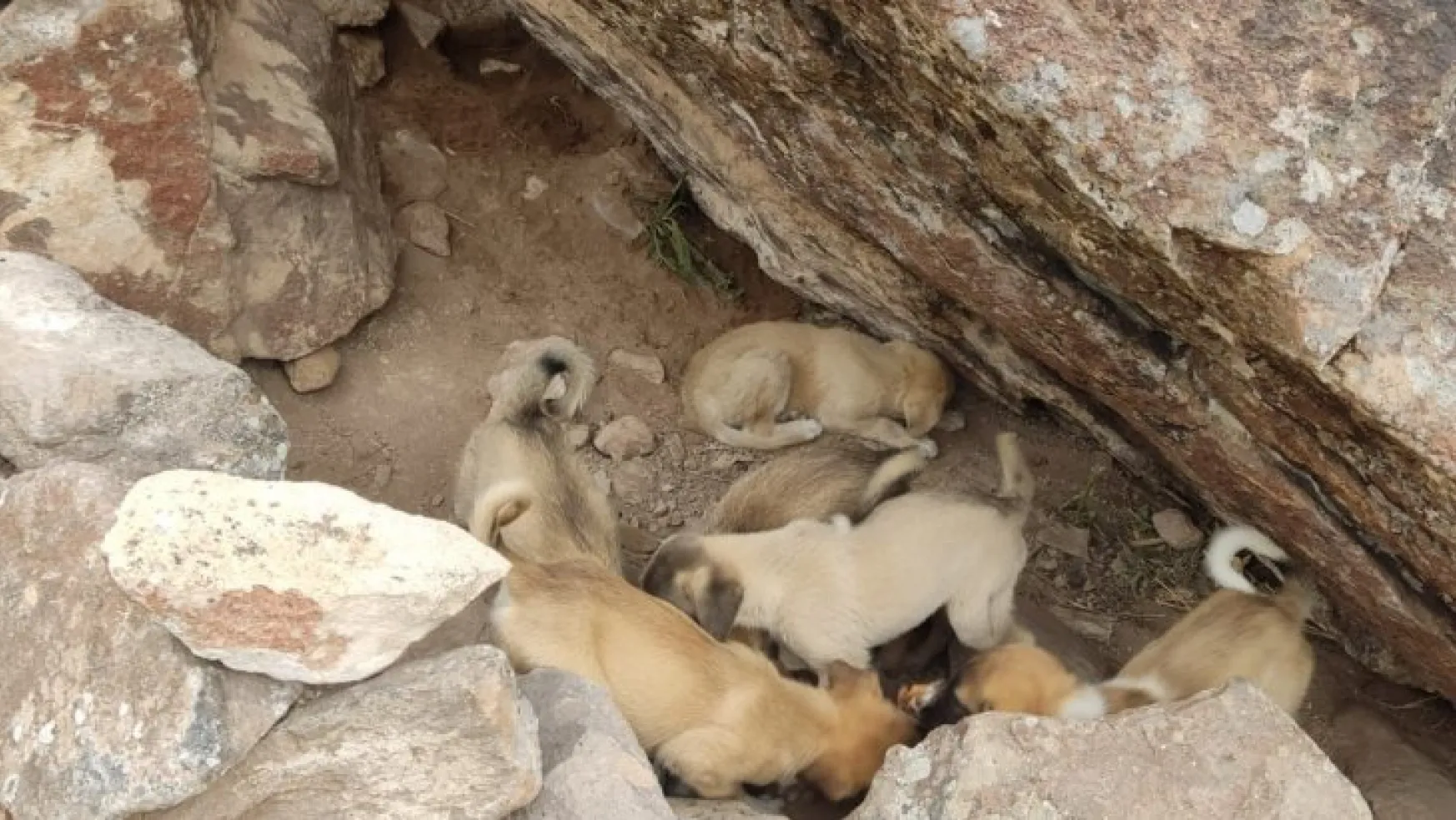 Ölüme terk edilen 15 köpek yavrusunu sahiplendi