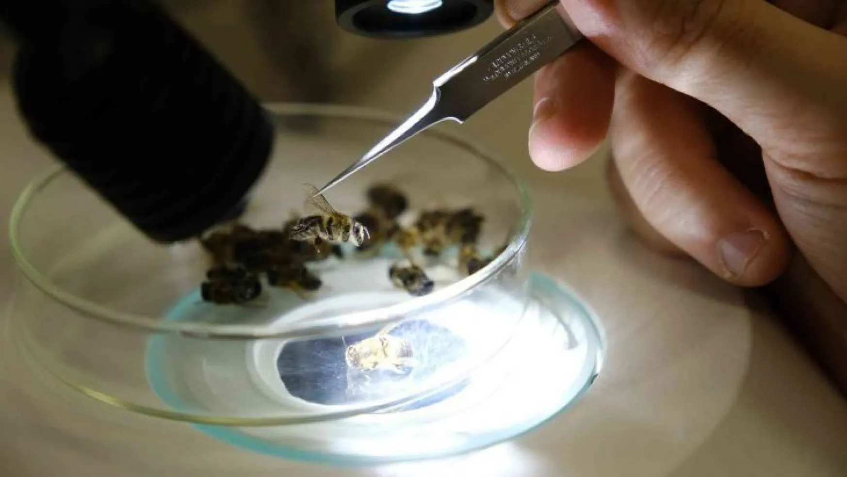 Sivas Cumhuriyet Üniversitesi arı hastalıkları teşhisine başladı