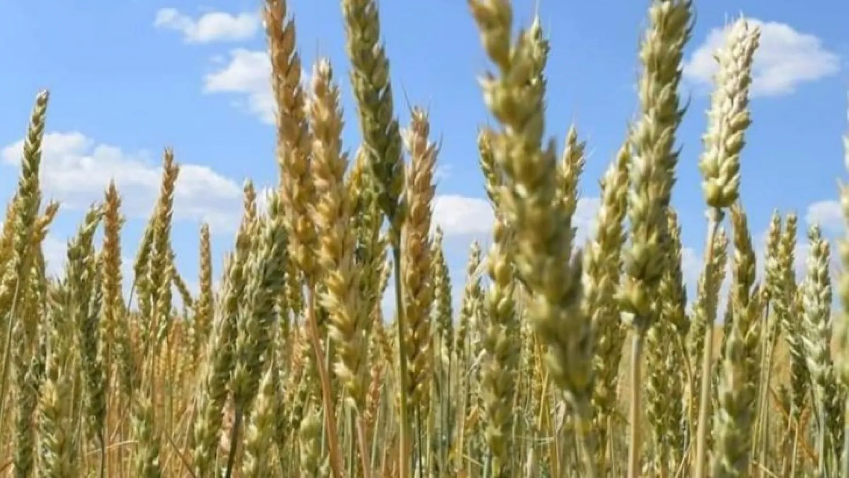 Yeni buğday çeşidine 'Karacakurt' ismi verildi