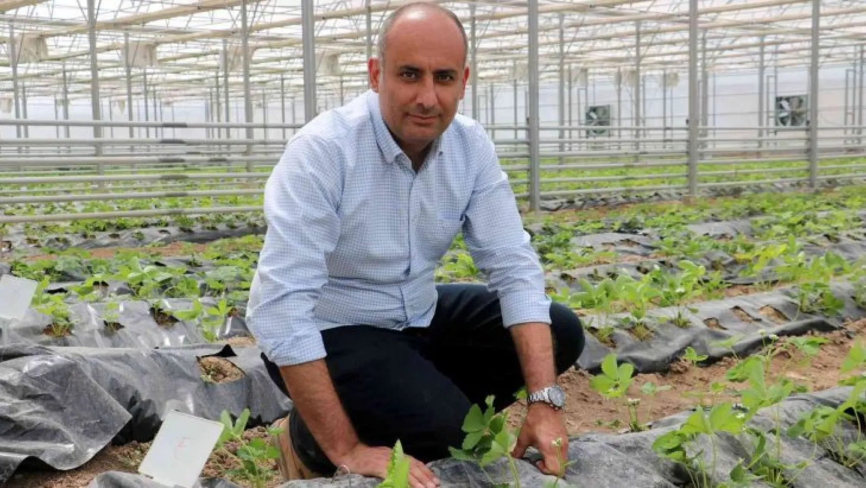 Yetişmez denen Sivas'ta 4 mevsim çilek yetiştirmeyi başardılar