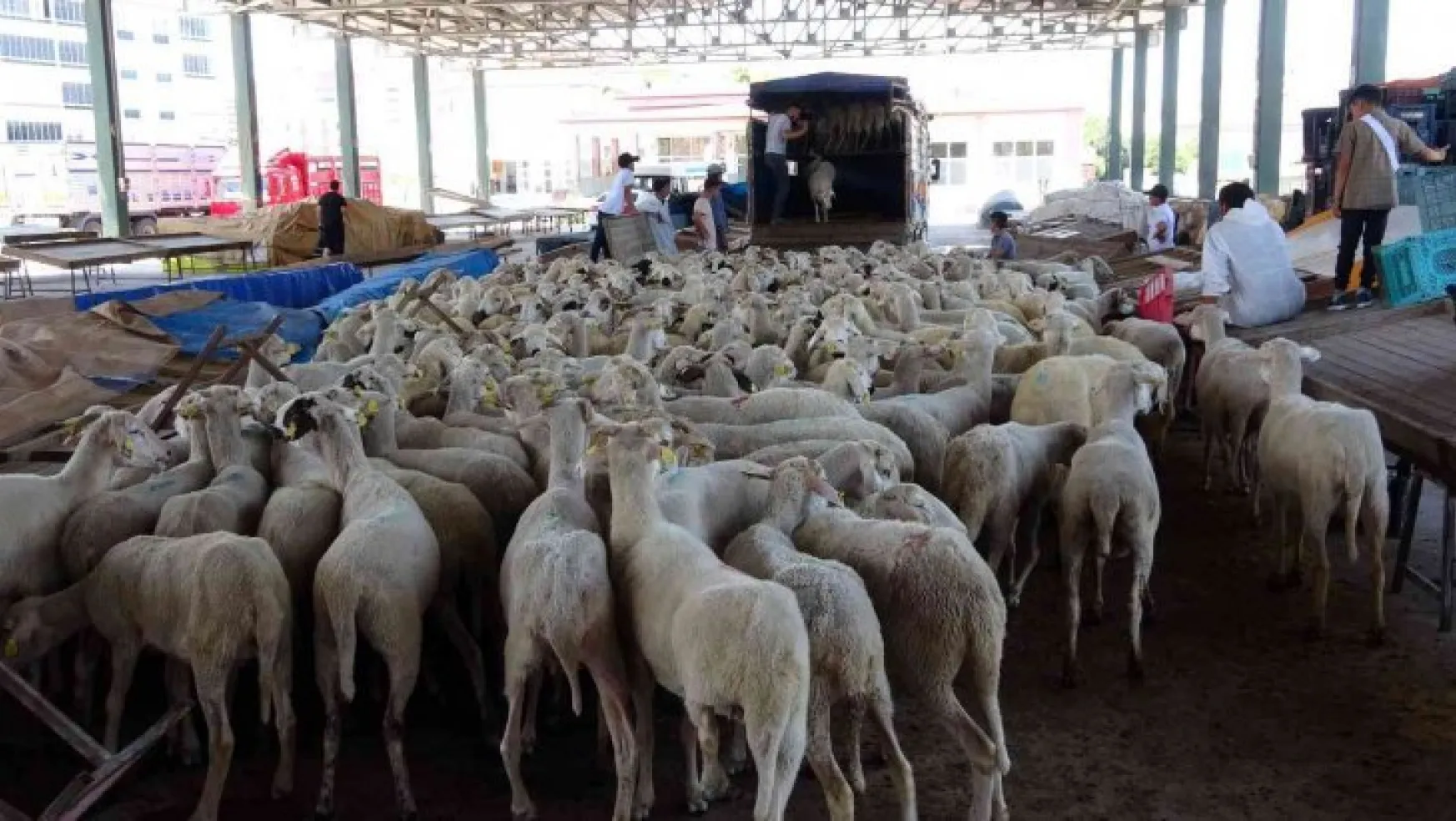 Yozgat'ta ihtiyaç sahipleri için 500 koyun kesildi