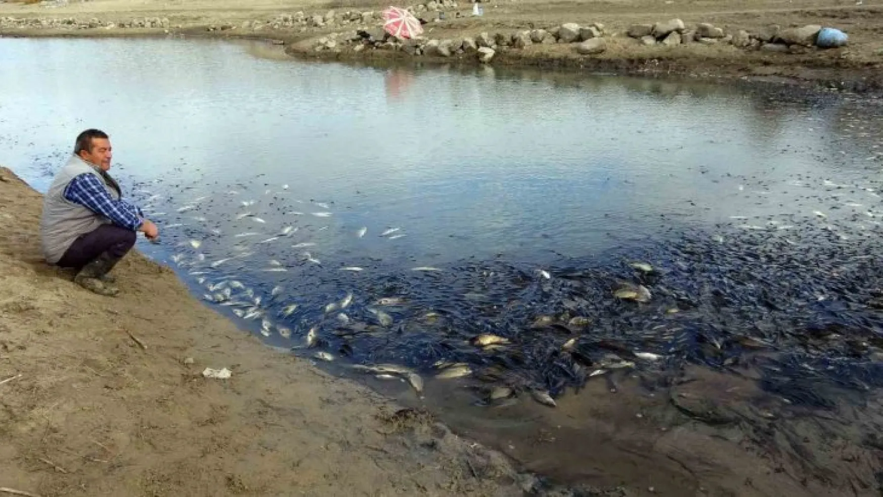 Yozgat'ta sulama barajında toplu balık ölümleri yaşandı