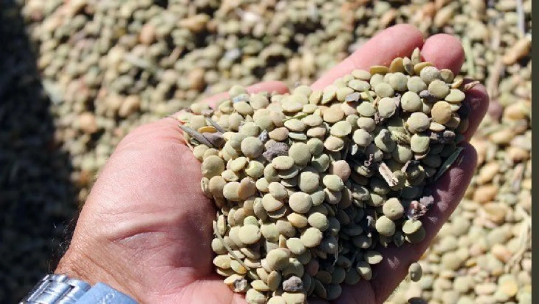 Yozgat'ta yerli tohum yeşil mercimekte yüksek verim elde edildi