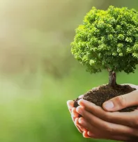 11 Kasım 'Milli Ağaçlandırma Günü'