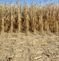 2025 yılında İç Anadolu'da tarımsal kuraklık üreticileri olumsuz etkiledi