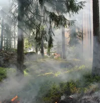 Artan sıcaklık ve rüzgar, yangın tehlikesini artırıyor