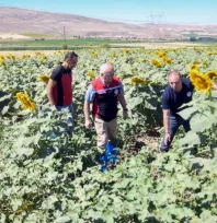 Bünyan'da damlama sulama ile ay çekirdeği üretiminde fenolojik gözlem yapıldı