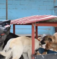 Bünyan'da 'Sokak Hayvanları Doğal Yaşam Alanı' hizmete açıldı
