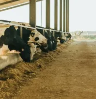 Büyükbaş ve küçükbaş hayvancılık desteklemelerinde son başvuru bugün