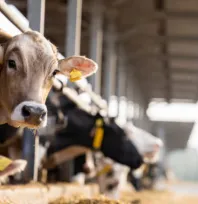 Damızlık amacıyla kullanılacak hayvanlara ilişkin usul ve esaslar düzenlendi