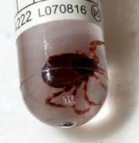 Erciyes Üniversitesi'nden Kene Ölümlerine Çözüm