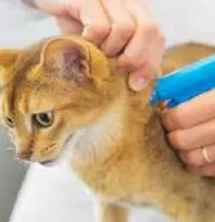 Evcil hayvanlarda mikro çip taktırmanın önemi nedir?