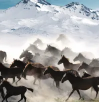 Hürmetçi Sazlığı: Doğanın Huzur Dolu Adresi