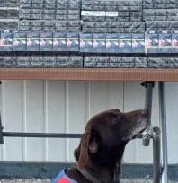 Jandarma bin 426 paket bandrolsüz sigara ele geçirdi