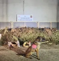 Kayseri dahil 63 ilde operasyon: 1 ton 343 kilogram uyuşturucu madde ele geçirildi