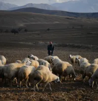Kayseri'de Kırsal Kalkınma: 'Koyunlar Artıyor, Meralar Şenleniyor' Projesi