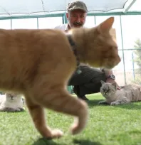 Kedi Kasabasında 40 kediyi 65 bin kişi ziyaret etti