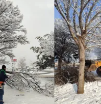 Kış Çalışmalarında Ağaç Güvenliği Seferberliği