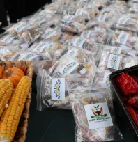 Kocasinan'da tarıma 22 bin 500 ata tohumu desteği