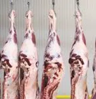 KTB duyurdu: 'Sığır karkas kesim standartlarında önemli değişiklikler yapıldı'