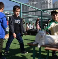 Küçük Dostlar Kedi Kasabasında Beş Yıldızlı Konfor