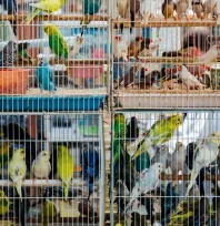 Petshoplarda papağan satışlarına ruhsat şartı