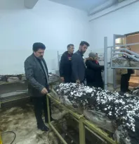 Sarız'da öğrenciler mantar yetiştiriyor