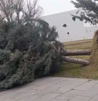 Şiddetli Rüzgara Karşı, Büyükşehir Teyakkuzda