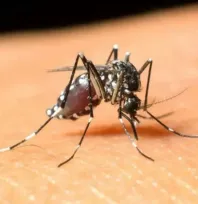 Sivrisinekten korunma yolları