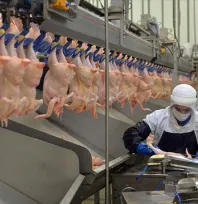 Tavuk üreticilerine fahiş fiyat darbesi: İhracatı durduruldu