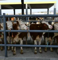 Ticaret Borsası canlı hayvan pazarı Cumhuriyet Bayramı'nda açık olacak