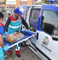 Türkiye'de İlk 'Küçük Dostlar Ambulansı' ile 10 Bin 280 Can Kurtarıldı