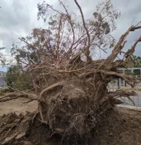 Uçan Çatılar, Sökülen Ağaçlar: İtfaiye 32 olaya müdahale etti