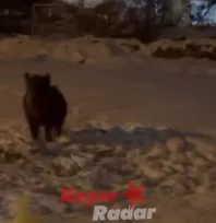 Yaban domuzları Kayseri'de şehre indi