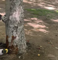 Yeşil alanlarda çevreci ilaçlama