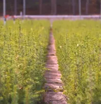 Yeşil Vatan Seferberliği için fidan dikimi 11 Kasım'da başlıyor: Fidan nasıl dikilir?
