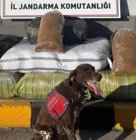 Yolcu otobüsünde 230 kilogram bandrolsüz tütün ele geçirildi