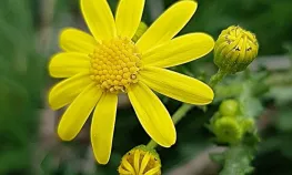 Baharın güzellikleri