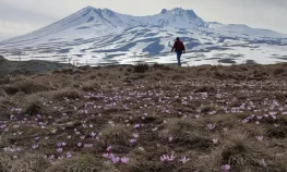 Erciyes'in kardelenleri