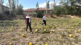 Müdür Saklav, 'Çerezlik kabak üretiminde 1'inci sıradayız'