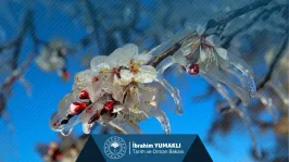 Tarım sigortası olmayan üreticilere toplam 1,7 milyar lira destek ödemesi