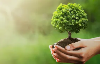 11 Kasım 'Milli Ağaçlandırma Günü'